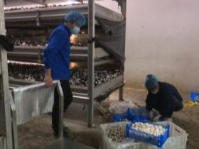 灌南县现代农业示范区22家食用菌企业保障市民“菜篮子”