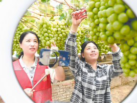 美德之城·志愿同行︱党员志愿者直播卖葡萄
