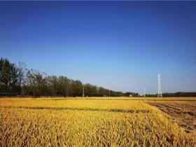 文明实践·时代新风|灌南县56万亩水稻全面开收！