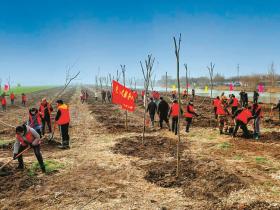 文明实践·时代新风︱栽下500棵榉树 为东辛添新绿