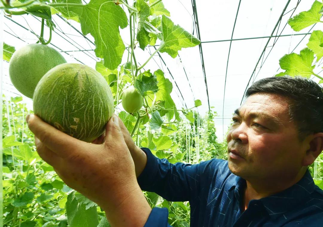 文明实践·时代新风|生态农业带领徐圩百姓奔小康